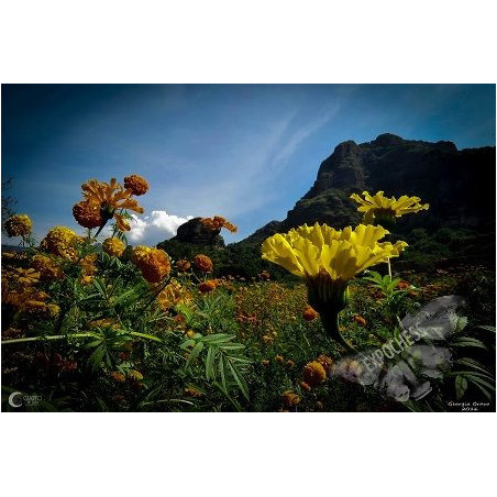 Cempasúchil | Fotografía de Ajedrez - EXPOCHESS