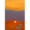 Checkmate the Sun - Artistic Chess Photography | EXPOCHESS